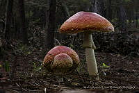 MALR001 Amanita muscaria.jpg
