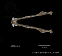 LESS 0036 Leptonycteris yerbabuenae.JPG