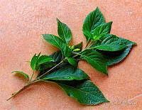 JL0016 Plantae.jpg