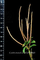 Zongo 0384 Peperomia glabella.jpg