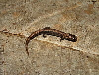 JLALyEPA0009 Parvimolge townsendi.jpg