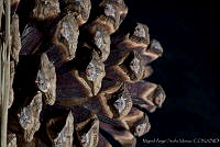 MASM03166 Pinus arizonica var. stormiae.jpg