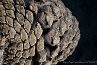 MASM03344 Pinus montezumae.jpg