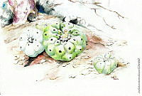 JMRM0018 Lophophora diffusa.jpg