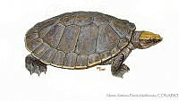 MAPM0956 Dermatemys mawii.jpg