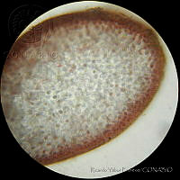 RYP0041 Gelidium purpurascens.jpg