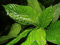 JF092 0623 Acalypha macrostachya.jpg