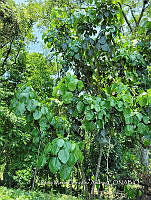 SG019 0142 Oreopanax capitatus.jpg