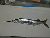 FMZ 0057 Hemiramphus brasiliensis.JPG