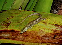 LCM0126 Abronia fuscolabialis.jpg