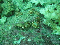 LGHM026 Jenneria pustulata.jpg