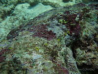 VDLCF0162 Aka coralliphaga.jpg