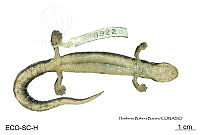 ME006 herp SCLC 0276 Bolitoglossa flaviventris - (Schmidt, 1936).jpg