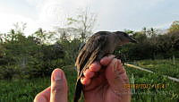 CMV03 Turdus grayi.jpg