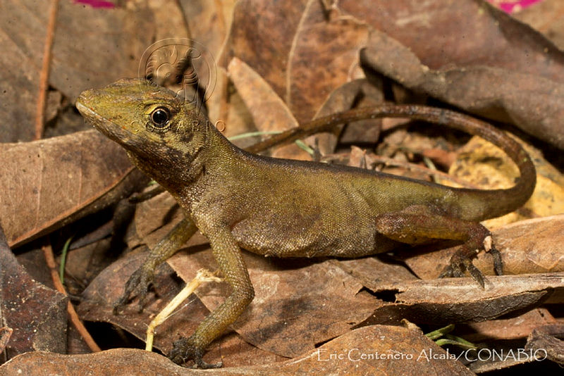 ECA0165%20Anolis%20parvicirculatus.jpg.iSfF vnzMVGTDadhQA3g0JtbmFja29CbnFuZ3NAbXJ6LGtwZQA.j2DACjKY T