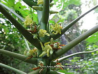 JAdNV0061 Carica papaya.JPG