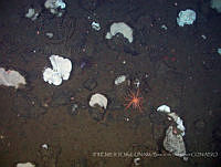 IFREMER-ICMyL-UNAM 0003 Brisinga sp..jpg