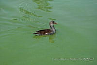 PRB0238 Gallinula galeata.jpg