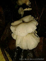 IMM001 Agaricomycetes.jpg