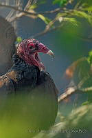 OOH01 Cathartes aura.jpg