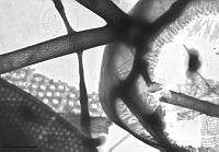 DUHB0110 Chaetoceros pseudocurvisetus.JPG