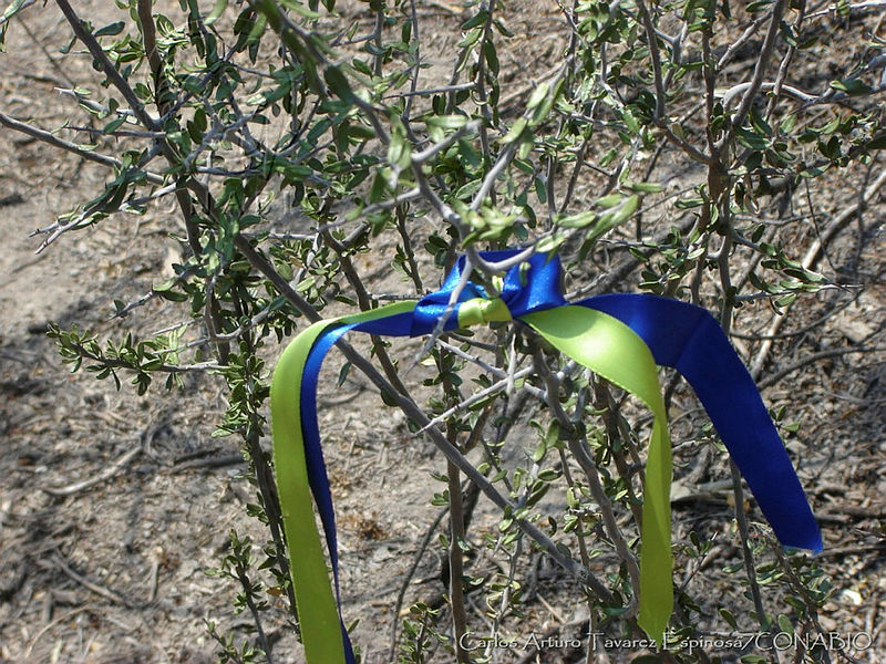 CTEHS0020004%20Ceanothus%20greggii.jpg.nyfy6cH1MVXzUzthQA3g0JtbmFja29CbnFuZ3NAbXJ6LGtwZwA.5AyP0eyY5d
