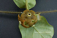 ME010 KV 01567 Macroscepis Kunth, 1819_.JPG