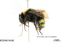 ME006 Abejas 0041 Bombus trinominatus Dalla Torre, 1891.jpg