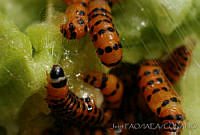OIEA0015 Cactoblastis cactorum.jpg