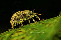 SM0436 Anthonomus grandis.jpg