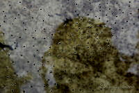 OJL051 Smilisca baudinii.jpg