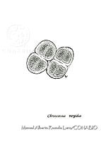 MARL0173 Chroococcus turgidus.jpg