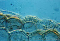 UNAMGAMZ-38 Hydrococcus rivularis.jpg