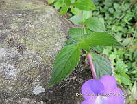 JF092 1260 Achimenes longiflora.jpg