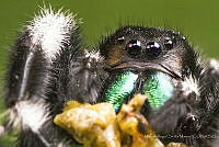 MASM07734 Phidippus audax.jpg
