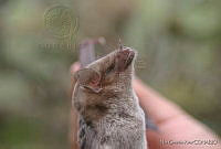 NGR0065 Leptonycteris nivalis.jpg
