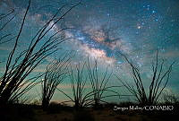 SM003 Fouquieria sp..jpg