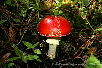 CEOV0003 Amanita muscaria.jpg