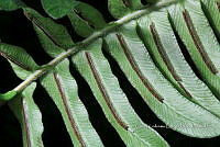 Zongo 0125 Blechnum appendiculatum .jpg