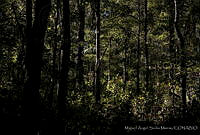 MASM00580  Sierra Gorda, Querétaro.jpg