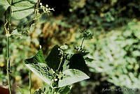 RLS0015 Sechium mexicanum.jpg