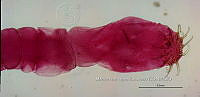 NE002 0178 Glossocercus auritus.jpg