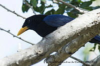 AAKVDH 0258 Cyanocorax beecheii.JPG