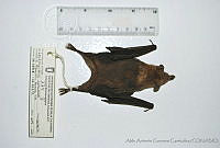 AAGC0059 Leptonycteris curasoae.jpg