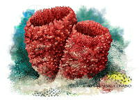 NE018 1108 Mycale laxissima.jpg