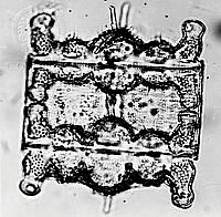 DUHB0055 Biddulphia tuomeyi.png