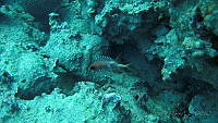 VDLCF0907 Holocentrus rufus.jpg