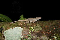RLM0007 Anolis tropidonotus.jpg