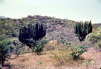 3789 Pachycereus weberi.jpg
