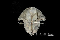 ME006 MM 058 Globicephala macrorhynchus.jpg